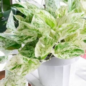 Plastic pots with the plants