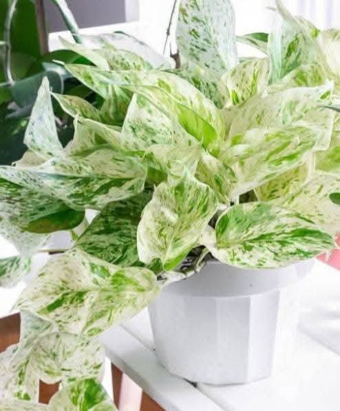 Plastic pots with the plants