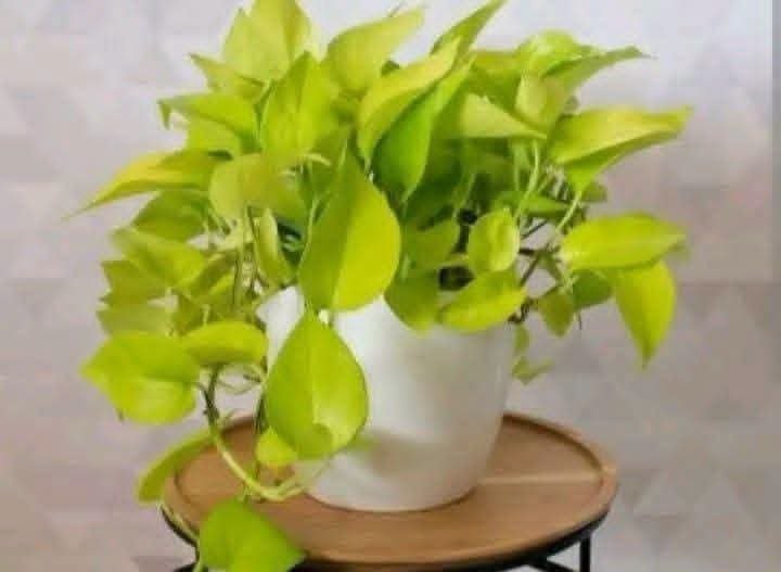 Plastic pots with the plants - Image 2