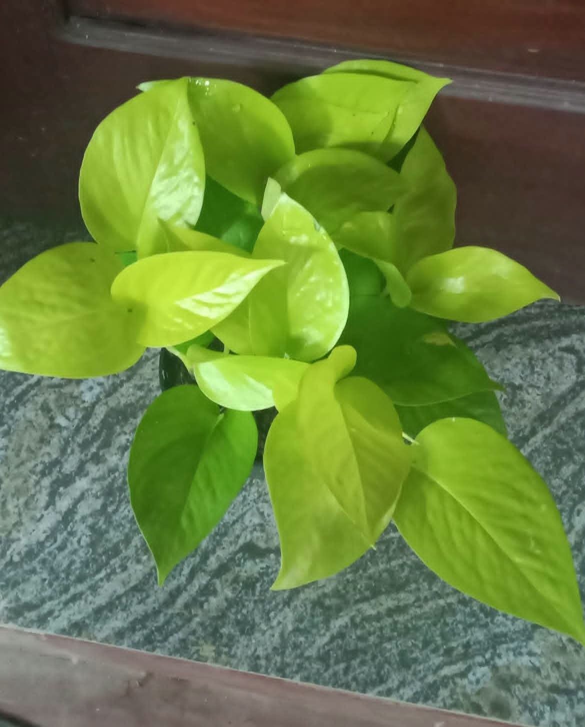 Plastic pots with the plants - Image 3
