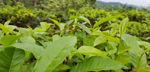 BOTHALAGODA GARDEN PRODUCTS